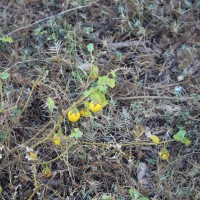 Solanum melongena subsp. cumingii (Dunal) J.SamuelL.